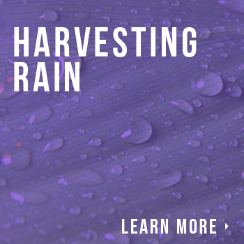 harvesting_rain_site